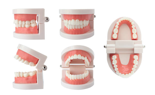teeth model - medical sample imagens e fotografias de stock