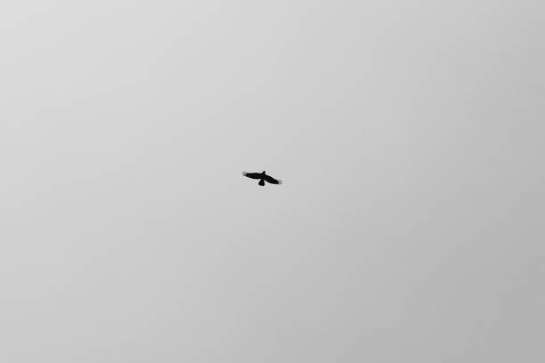 istock Bird Flying Overhead in the Sky B/W 1253874400