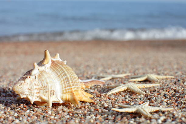 istock Sea shells and starfish on the beach. Sandy beach with waves. Summer vacation concept. Holidays by the sea 1253874802