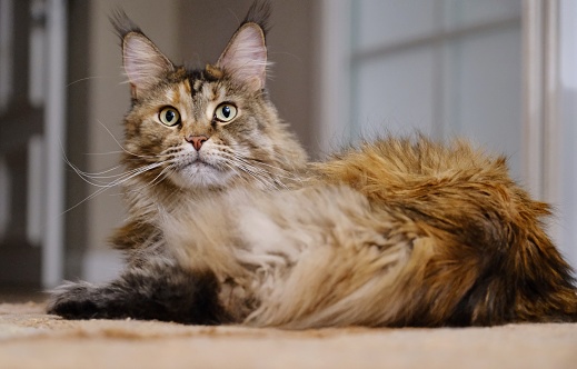 Tabby stray kitten is looking at the camera.