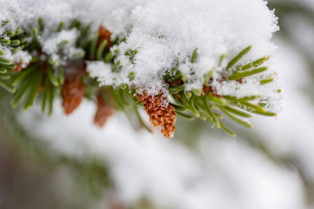 Macro Close-Up of Snowflakes on a Tree Branch with Pinecones