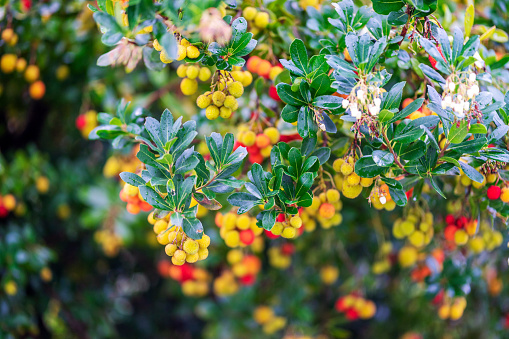 Arbutus fruits and flowers on the tree in Portugal
