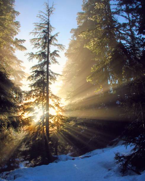 schneebedeckter waldbaum mit sonnenuntergangsstrahlen des lichts - winter landscape canada branch stock-fotos und bilder