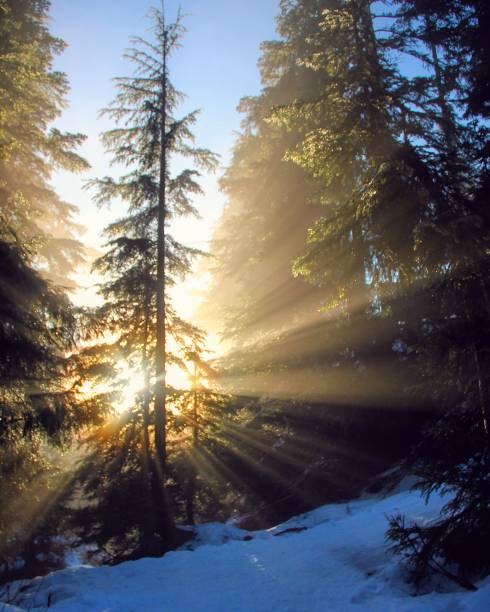 istock Snowy Forest Tree with Sunset Rays of Light 1253875912