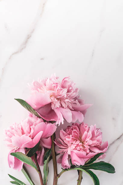 istock Flat lay with white peonies on a marble background and copy space for graphic design 1253876956