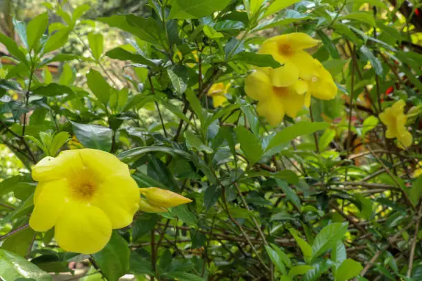 Close up of yellow flower, Golden Trumpet, Allamanda cathartica, on green leaves blurred background, macro. Yellow Golden Trumpet flower or Common Trumpetvine on green leaves and blurred background.