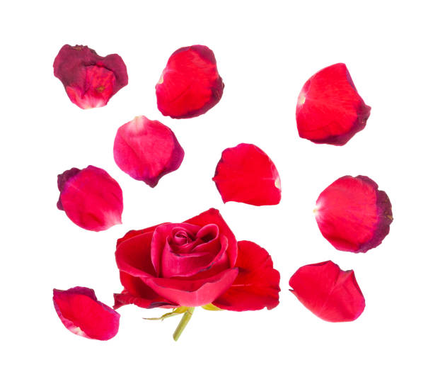 istock fallen petals and withered bloom of rose flower 1253878721