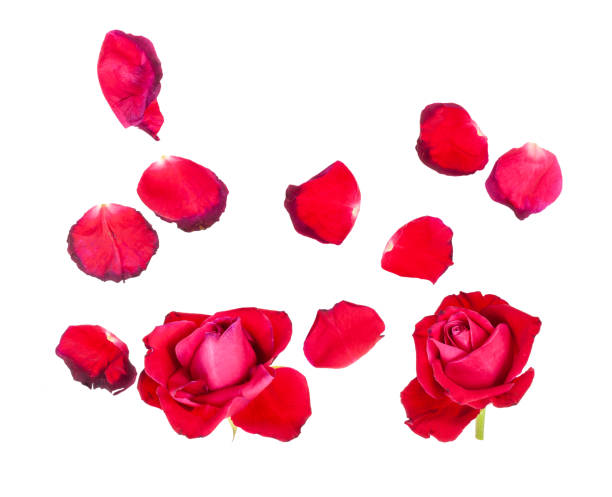 istock withered petals and two red rose blooms isolated 1253878722