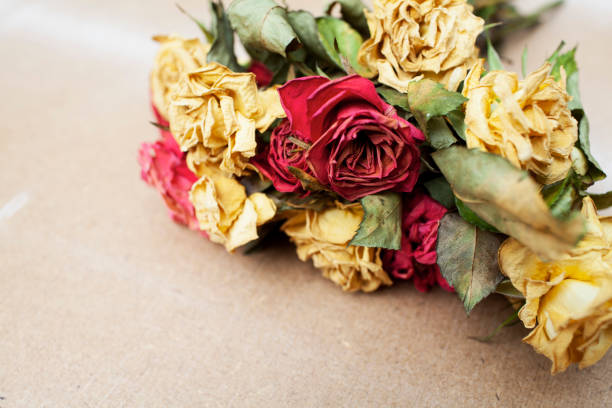 istock Bouquet of dead roses on a hardwood texture with copy space 1253879320