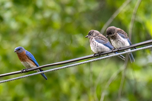 ￼ Eastern Blue bird and two baby blue jay  in a cable wire. Green outdoors background