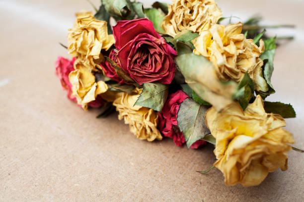 istock Bouquet of dead roses on a hardwood texture with copy space 1253880041