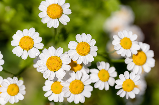 Beautiful feverfew flowers (Tanacetum parthenium) in the sunshine.