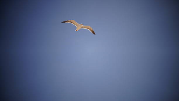 istock a white bird proclaiming freedom in clear blue skies 1253880304