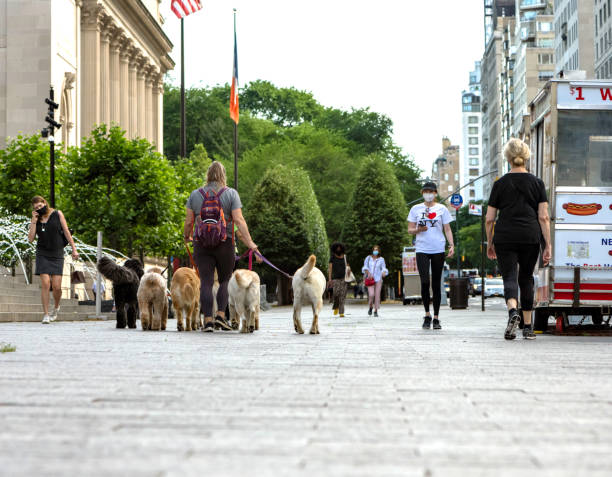 dogwalker, pack of dogs, people in masks pass metropolitan museum of art during coronavirus - group of people art museum clothing lifestyles fotografías e imágenes de stock