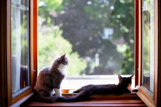 due gattini su un davanzale della finestra - domestic cat home interior group of animals profile foto e immagini stock