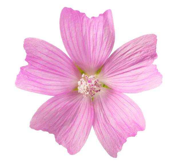 greater musk mallow greater musk mallow flowers isolated  on white background malva stock pictures, royalty-free photos & images