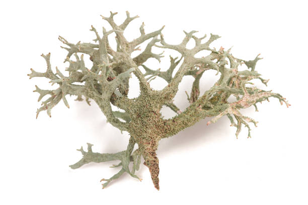 istock Cetraria islandica (iceland moss) 1253881461