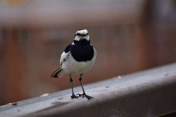 istock Portrait of wagtail 1253881607