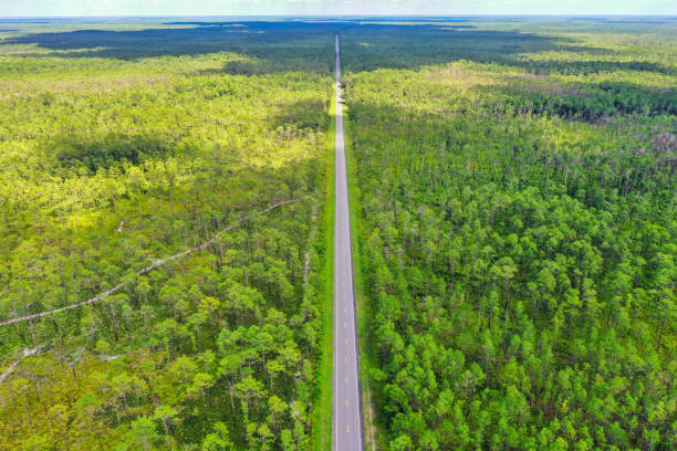 istock Straight Road Through Forest Aerial 1253881937
