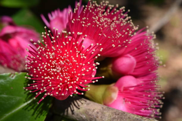 istock Rose Apple flowers 1253881956