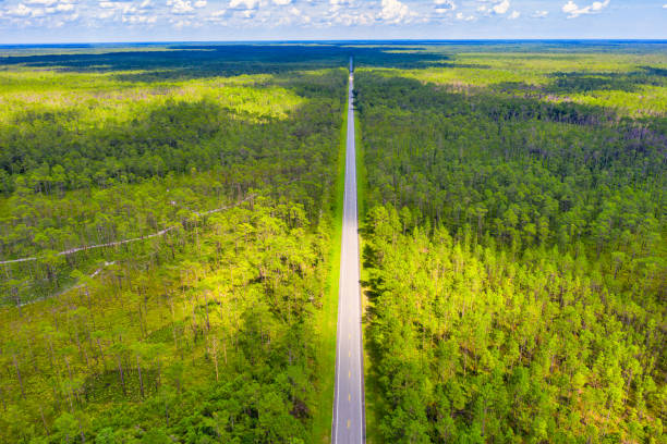 istock Straight Road Through Forest Aerial 1253882468