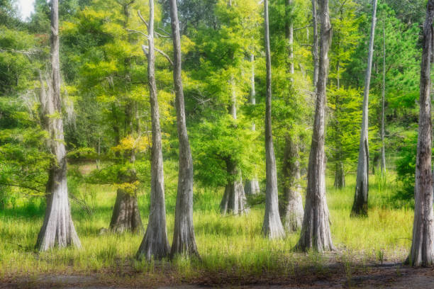 Glimpse at the idyllic Shing Mun reservoir Country Park, located in New Territories of Hong Kong. The paperbark trees lining the paths of the reservoir.
