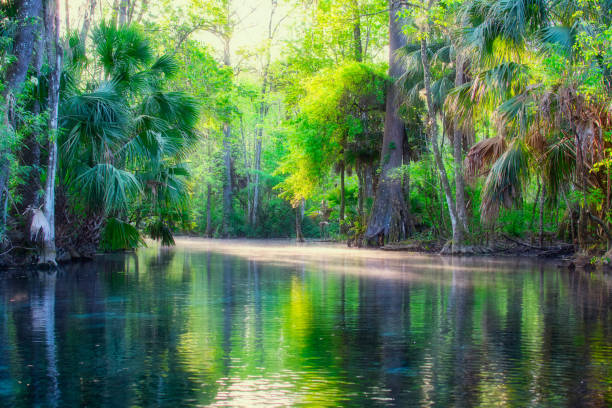 silver river mist - spring forest scenics wetland fotografías e imágenes de stock