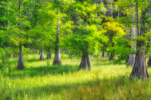 A forest of lush cypress trees in an ethereal landscape.