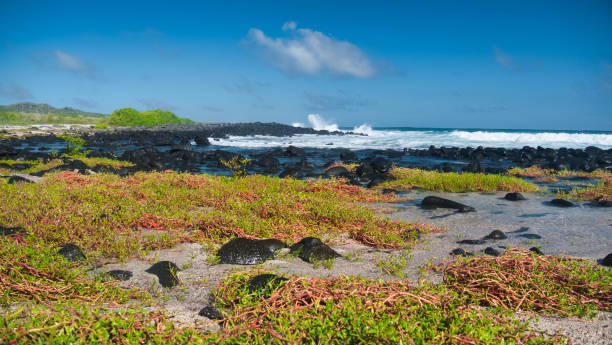 istock The Rocky & Plant Beach - Galapagos 1253882573