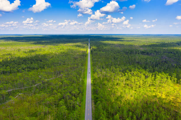 Road Through Forest Aerial