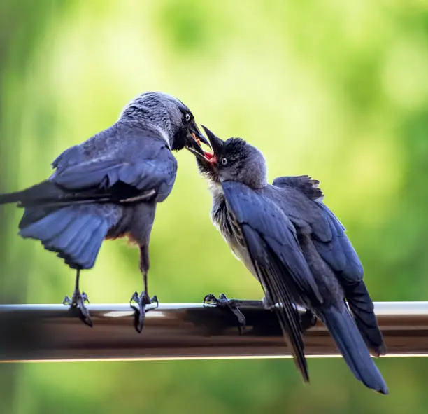 jackdaw feeds his chick