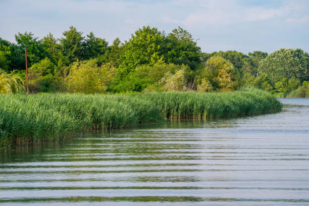 istock Fresh green reed by the river Rioni, Poti 1253882742