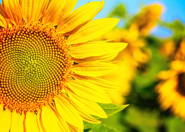 istock Flowering sunflower in the field 1253882745