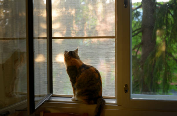 istock cat sits on a windowsill on a warm evening 1253882852