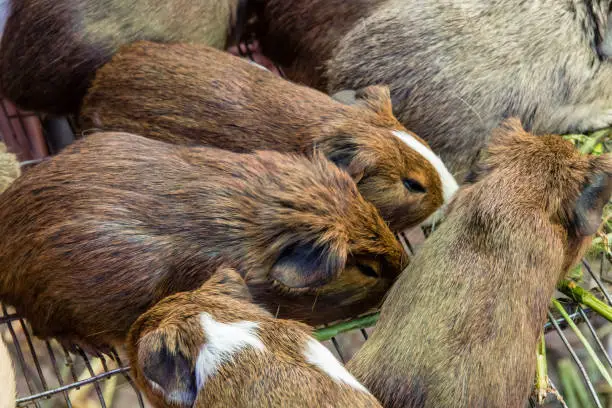 Photo of Guinea pigs for sale in an Ecuadorian market