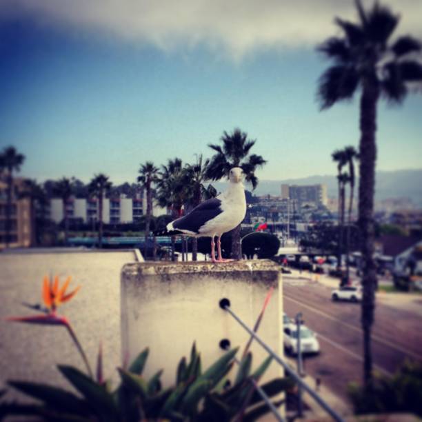 istock View of palms, seagull and diner 1253882997