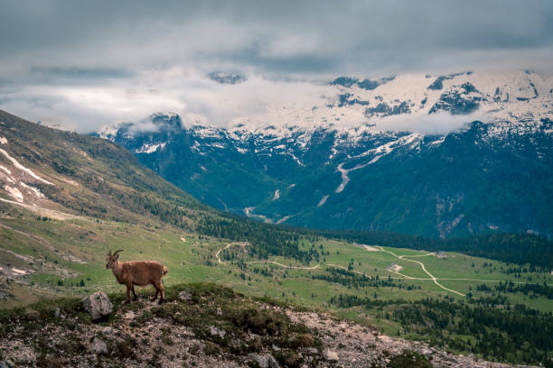 istock Capricorns in the Julian Alps 1253883732