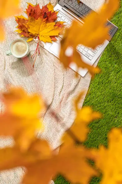 Autumn. Plaid, laptop, cup of coffee under branch of golden maple leaf on the green grass. Concept. Vertical ratio. Top view