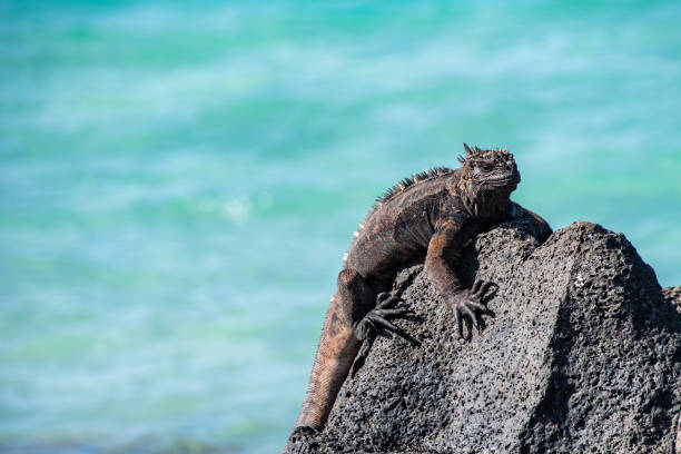 istock Galapagos marine iguana posing on a rock 1253884594