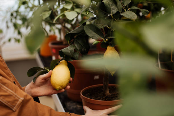 Growing a lemon plant on a shelf in a store