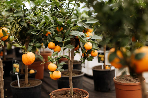 istock Tangerine trees in pots 1253884758