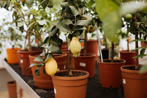 istock Growing a lemon plant on a shelf in a store 1253884759