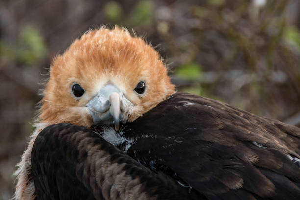 istock Close up of a frigate chick 1253884772