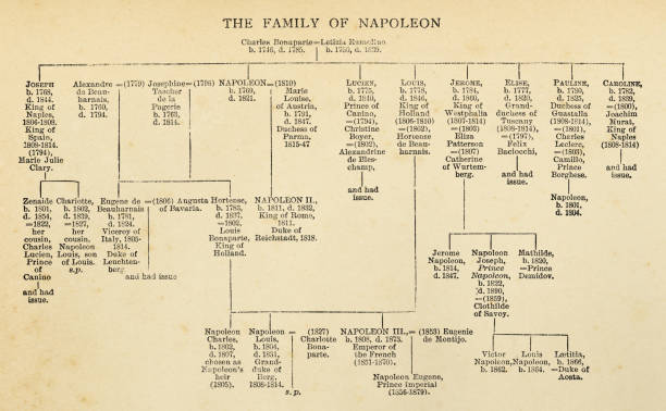 Napoleon Bonaparte’s Family Tree - 19th Century Napoleon Bonaparte’s family tree (circa 19th century). Vintage etching circa late 19th century. family trees stock illustrations