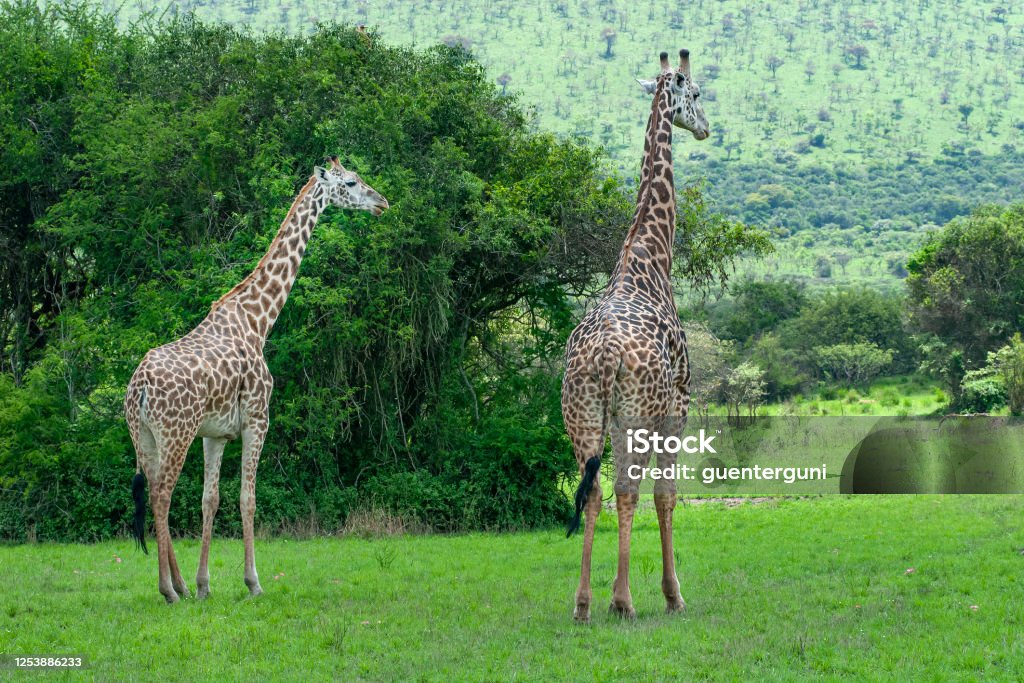 Giraffes in the green bush of Africa A family of Masai-Giraffes (Giraffa camelopardalis) in the green plains of Akagera National Park in Rwanda, close to the border to Tanzania. Akagera National Park Stock Photo