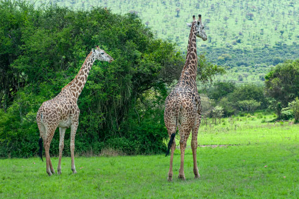 Giraffes in the green bush of Africa A family of Masai-Giraffes (Giraffa camelopardalis) in the green plains of Akagera National Park in Rwanda, close to the border to Tanzania. akagera national park stock pictures, royalty-free photos & images