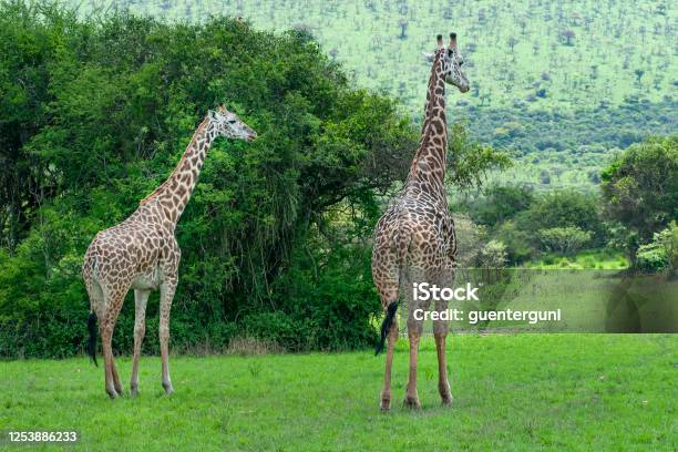 Giraffes In The Green Bush Of Africa Stock Photo - Download Image Now - Akagera National Park, Tanzania, Africa