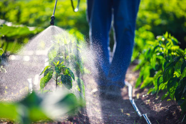 Farmer spraying vegetable green plants in the garden with herbicides, pesticides or insecticides stock photo