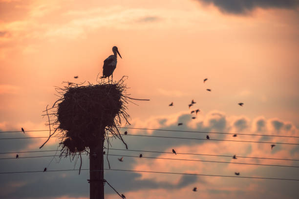 istock Stork in a nest and flying birds in a sunset sky 1253886252