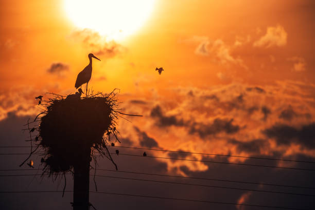 istock Storks feeding babies in a nest against sunset sky with clouds 1253886478